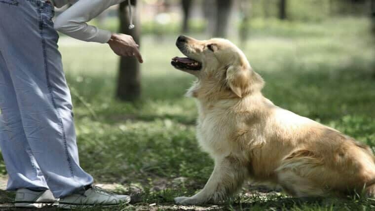 Curso gratuito de Adestramento de Cães